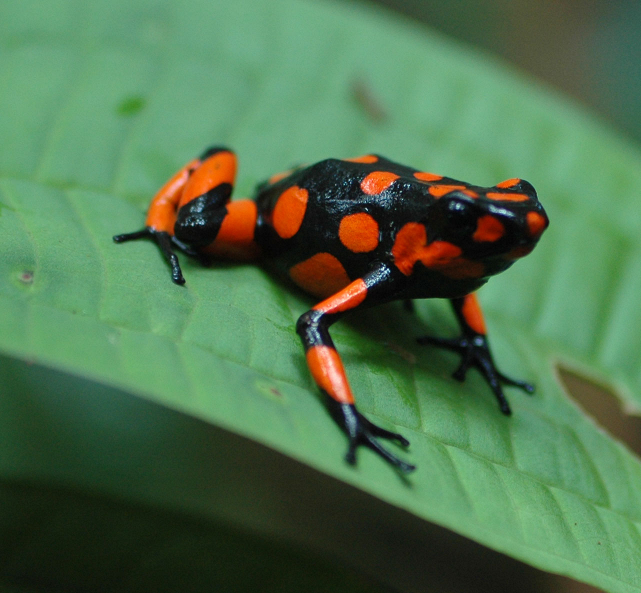 Becca Tarvin | Science Under The Stars