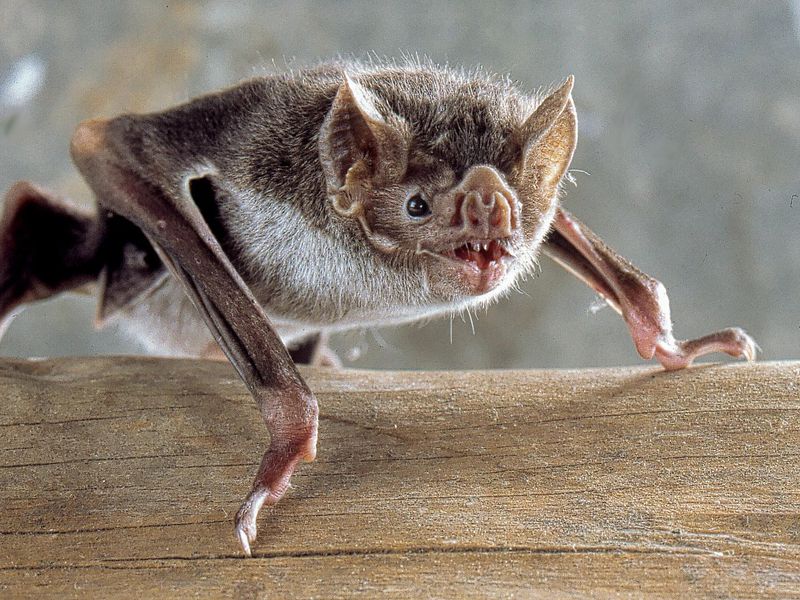 vampire bat