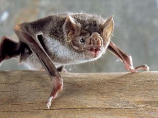 vampire bat