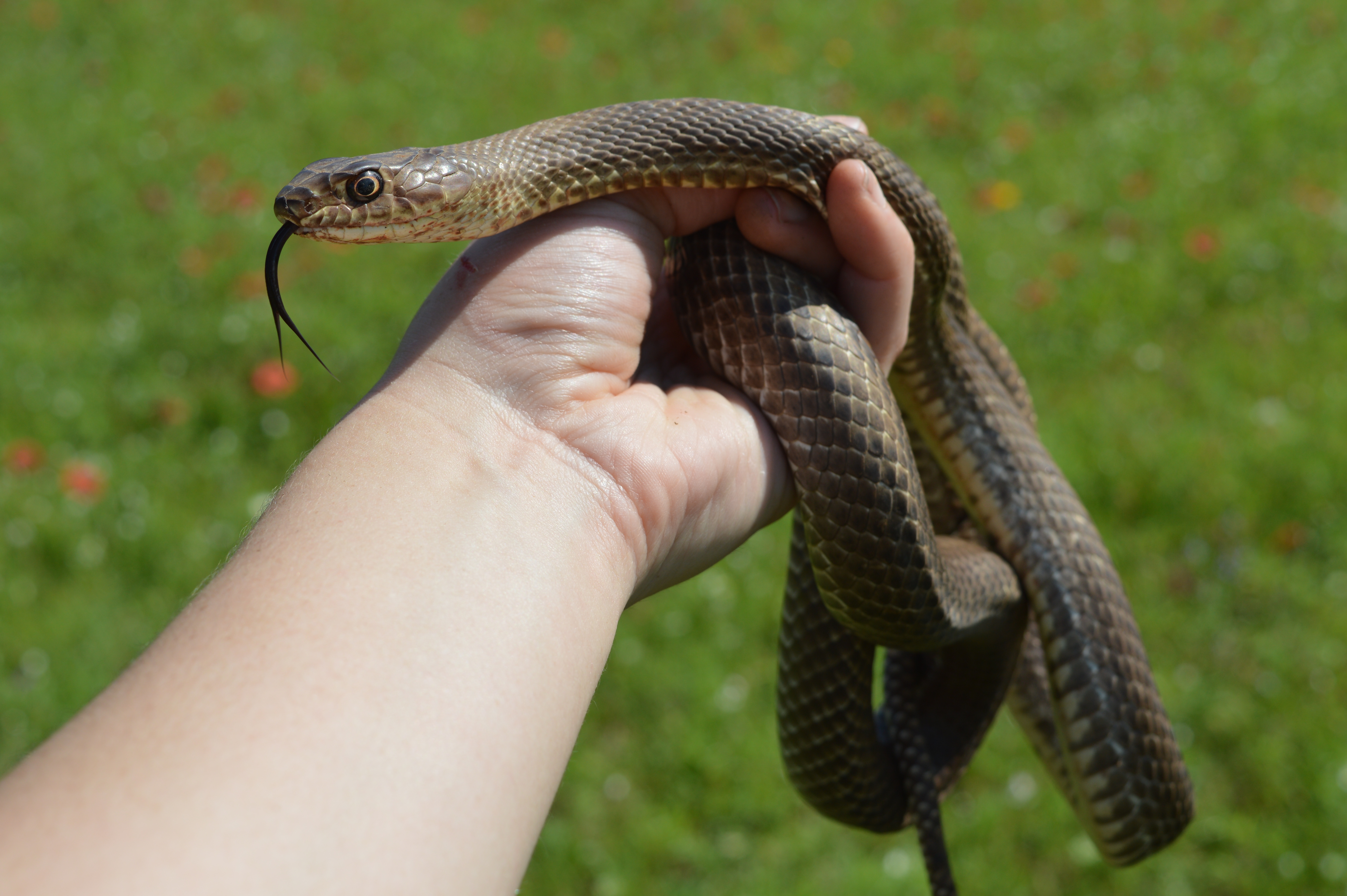Snake being held in hand