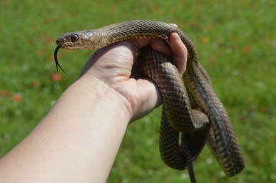 Snake being held in hand