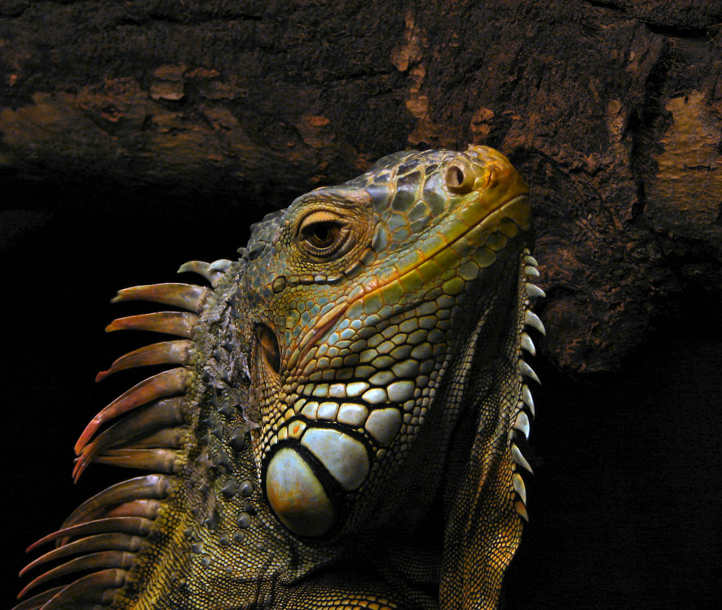 Portrait of an iguana