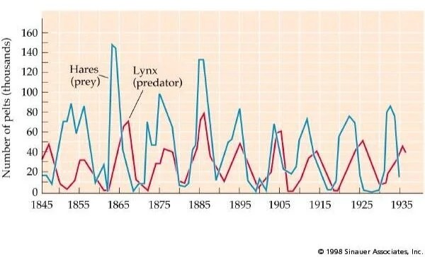 A figure showing lynx and hare populations across time.