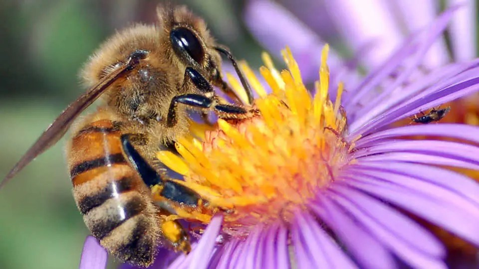 A bee resting on a flower, showcasing plant-pollinator mutualisms. 