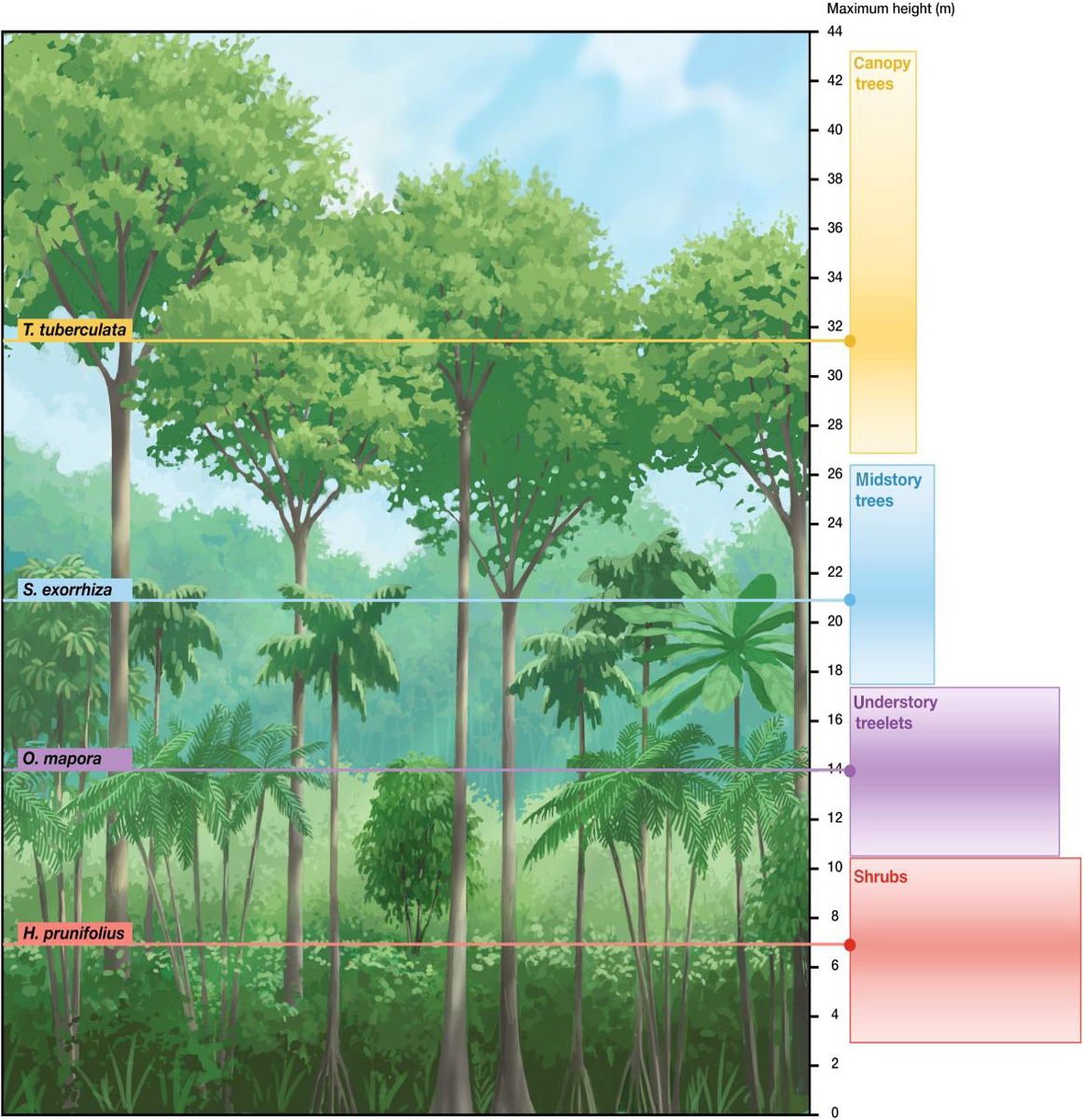 Tree height layers in tropical forests.