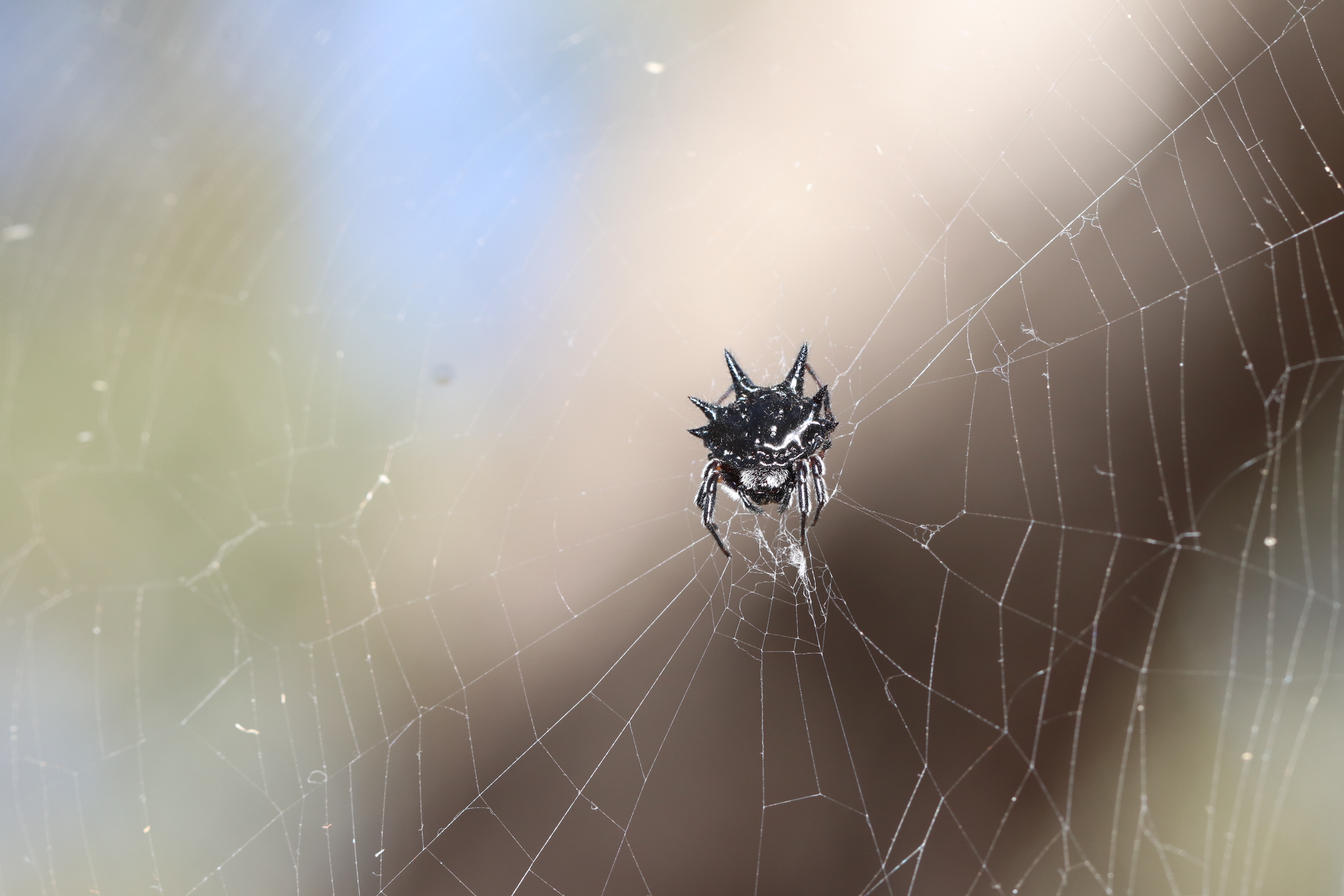 Spider